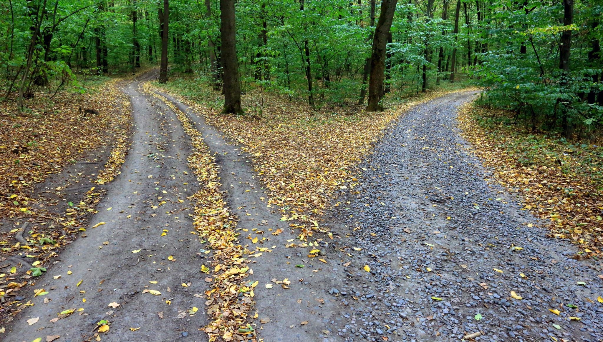 A Path in the Forest